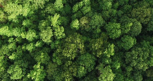 森林鸟瞰图 · 免费素材视频