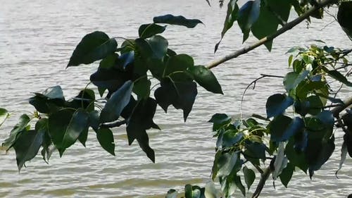 水生植物附近的绿叶的树 · 免费素材视频
