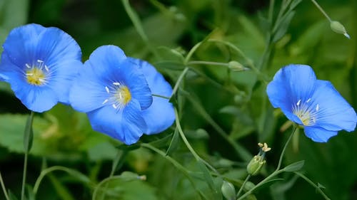 小蓝花 · 免费素材视频