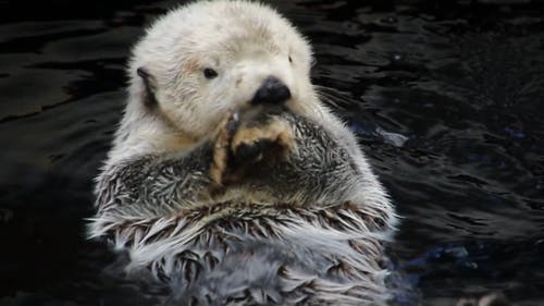 水獭游泳 · 免费素材视频