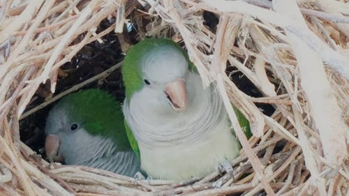 鸟在巢上 · 免费素材视频