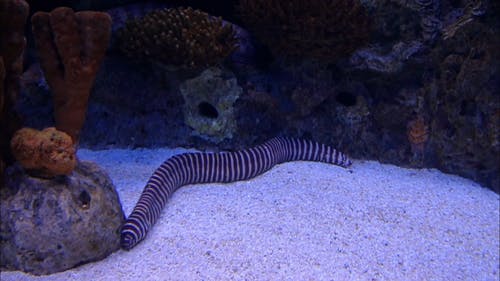 水族馆中的条纹鳗鱼 · 免费素材视频