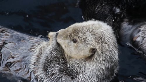 水獭在水中游泳 · 免费素材视频