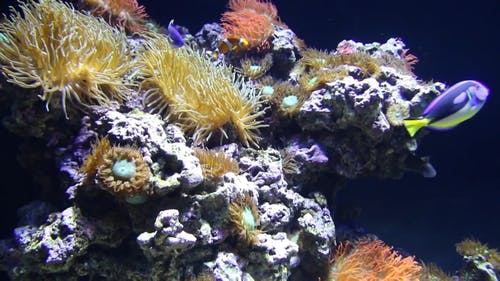 鱼在珊瑚周围盘旋 · 免费素材视频