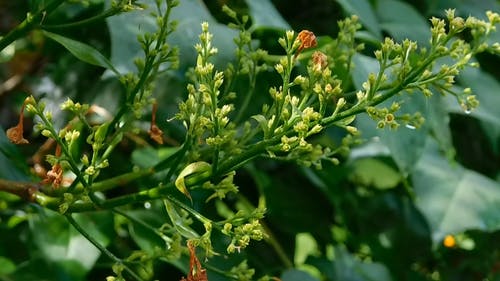 盛开的开花植物的特写 · 免费素材视频