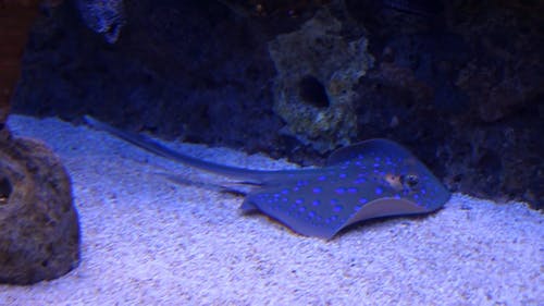 水族馆里的蓝色斑点的ing鱼 · 免费素材视频