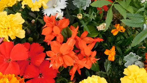 各种颜色鲜艳的花朵 · 免费素材视频