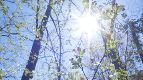 阳光穿过树林 · 免费素材视频
