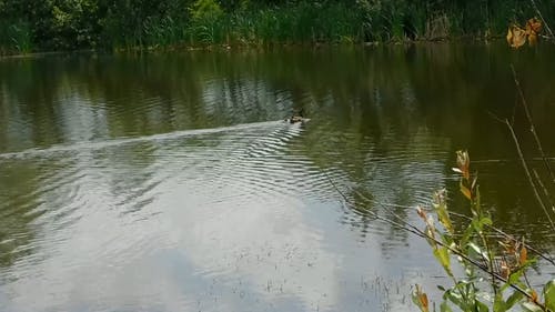 池塘里的鸭子 · 免费素材视频