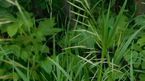野草茎 · 免费素材视频