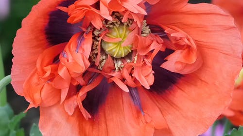 特写视图罂粟花 · 免费素材视频