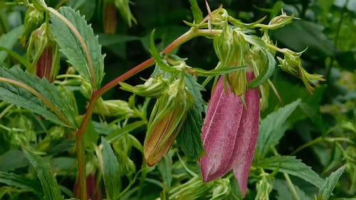 粉色铃铛花盛开 · 免费素材视频