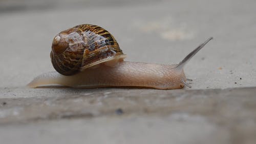 一只蜗牛在地下爬行 · 免费素材视频