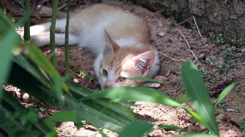 小猫躺在地上 · 免费素材视频