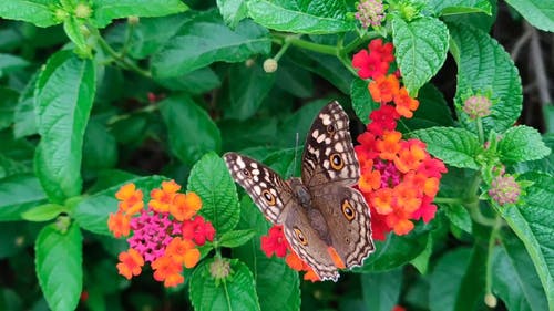 帝王蝶在花簇上的慢动作镜头 · 免费素材视频