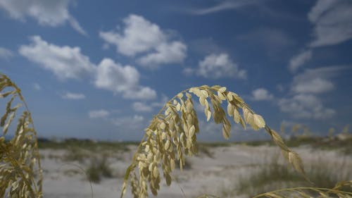 植物的茎和叶 · 免费素材视频