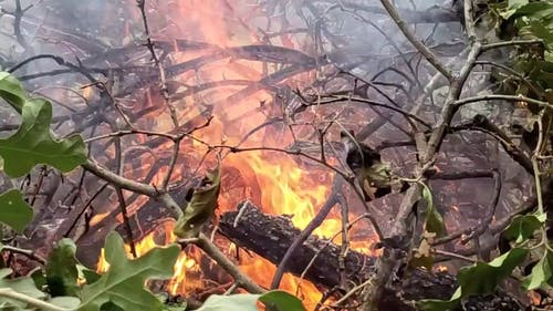 砍伐着火的树枝 · 免费素材视频