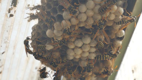 忙碌的蜜蜂建立他们的梳子 · 免费素材视频