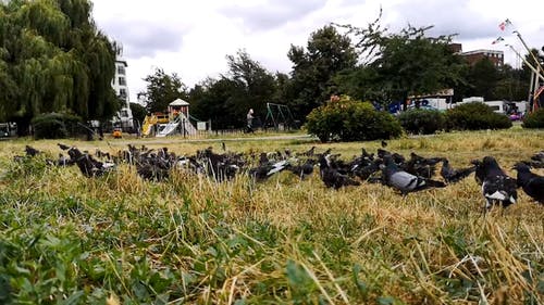 鸽子在公园的草地上觅食的延时镜头 · 免费素材视频