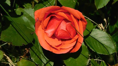 一朵红玫瑰盛开的特写镜头 · 免费素材视频