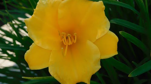 一朵黄色的花盛开 · 免费素材视频