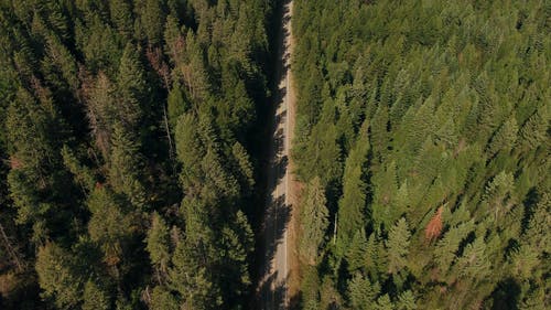 一条路穿过森林 · 免费素材视频