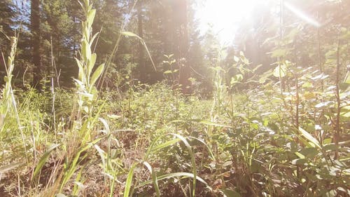森林地面上的阳光 · 免费素材视频