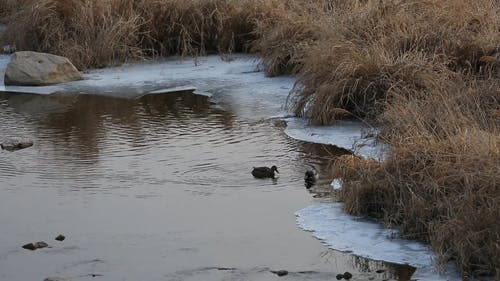 野鸭在冰冷的水中游泳 · 免费素材视频
