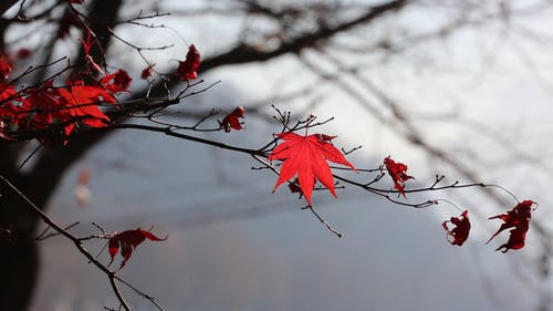 秋天的树叶 · 免费素材视频