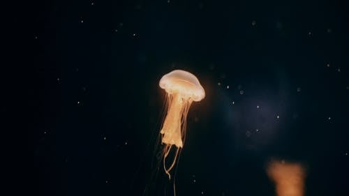 美杜莎水母优雅地在水下游泳 · 免费素材视频