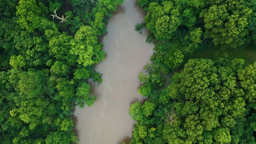 在茂密的森林中的大河沼泽 · 免费素材视频