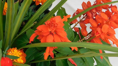 一簇不同种类的植物和花朵 · 免费素材视频