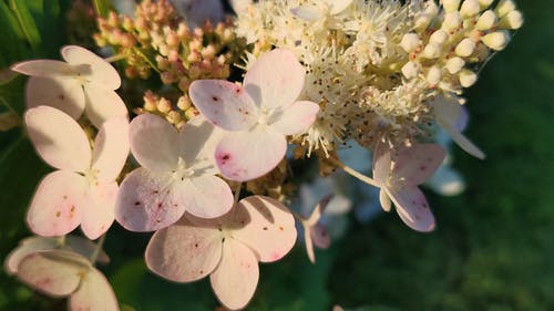 盛开的粉红色花朵簇的特写 · 免费素材视频