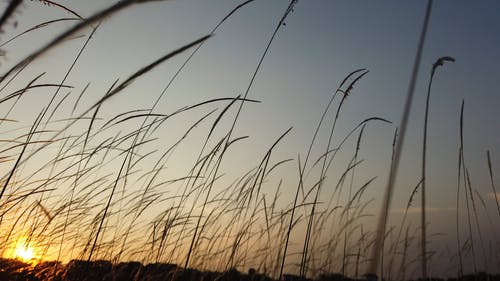 在风中摇曳的草茎 · 免费素材视频