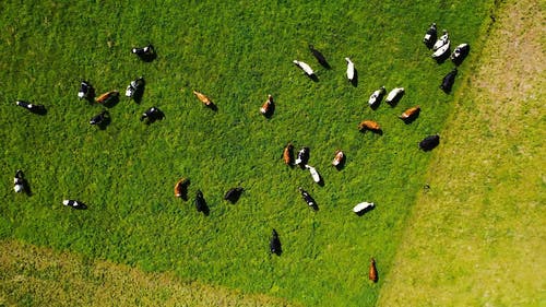 一群牛在草地上觅食 · 免费素材视频