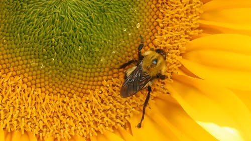 大黄蜂从盛开的一朵黄色花中吸蜜的宏观镜头 · 免费素材视频