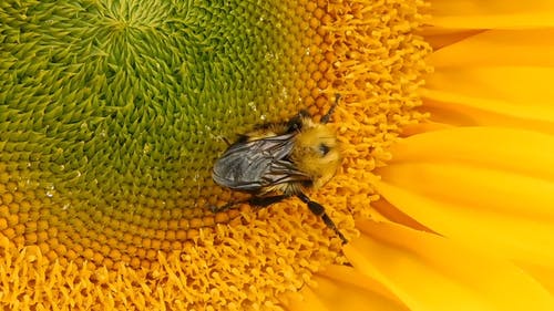 蜜蜂从花中吮吸花蜜的特写镜头 · 免费素材视频