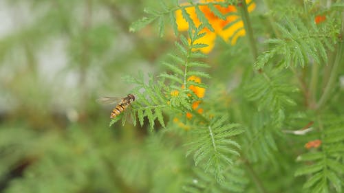 植物叶子上的昆虫 · 免费素材视频