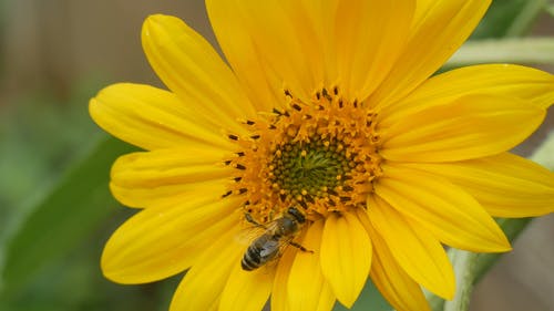 以花雌蕊的花蜜为食的蜜蜂 · 免费素材视频