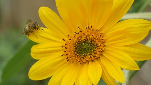 蜜蜂以花蜜为食 · 免费素材视频