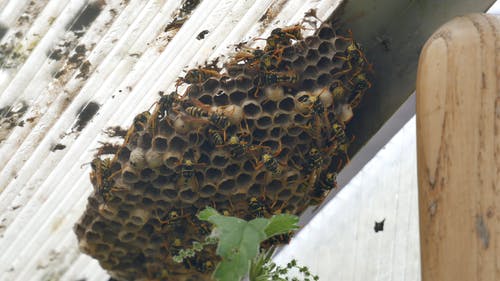 一群蜜蜂在他们的蜂巢 · 免费素材视频