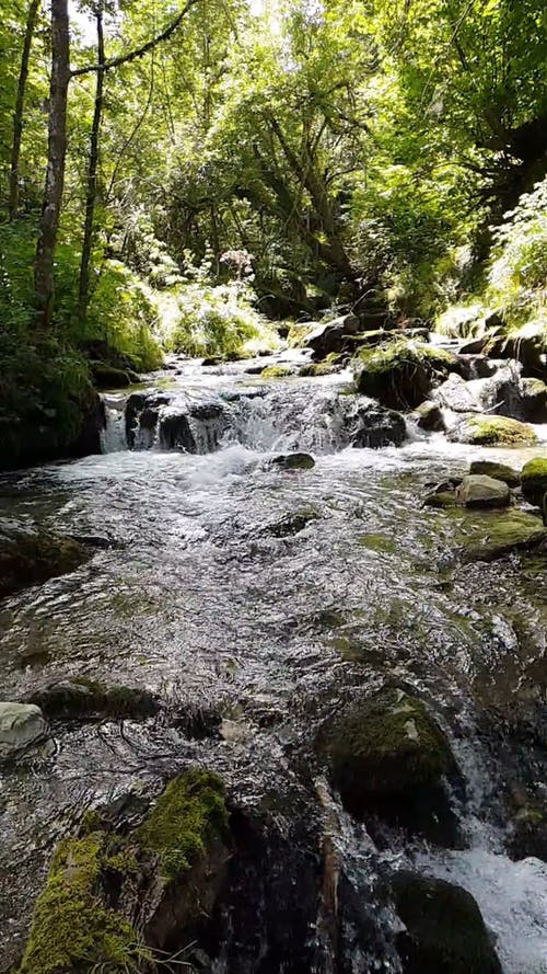 在树林中的岩石河上倾泻而下的水的慢动作镜头 · 免费素材视频
