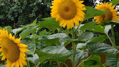 花园里的向日葵 · 免费素材视频
