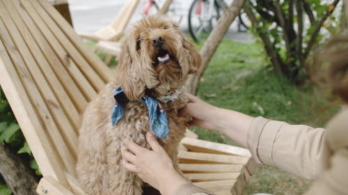 可爱的小狗坐在木椅上 · 免费素材视频