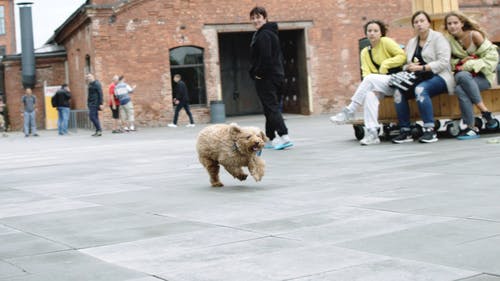棕狗自由奔跑 · 免费素材视频