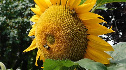 以向日葵的花蜜为食的蜜蜂 · 免费素材视频