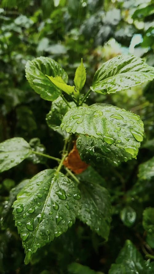 雨落在植物的叶子上 · 免费素材视频