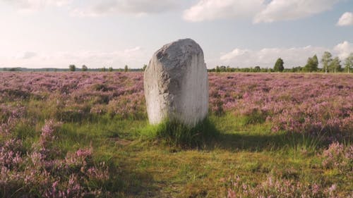 一块巨石在鲜花领域 · 免费素材视频