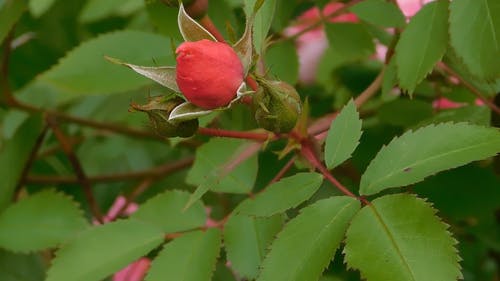 玫瑰植物的花蕾 · 免费素材视频