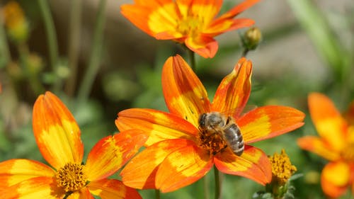 以花的花蜜为食的蜜蜂 · 免费素材视频